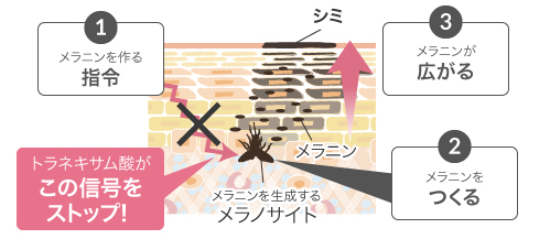 薬用美白］ルソイル ホワイトトゥルース 50g | ルソイル